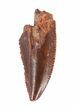 Bargain, Serrated Raptor Tooth - Morocco #62178-1